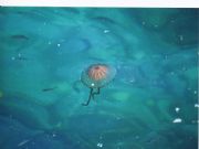 Medusas en alicante II. Alicante, Comunidad Valenciana